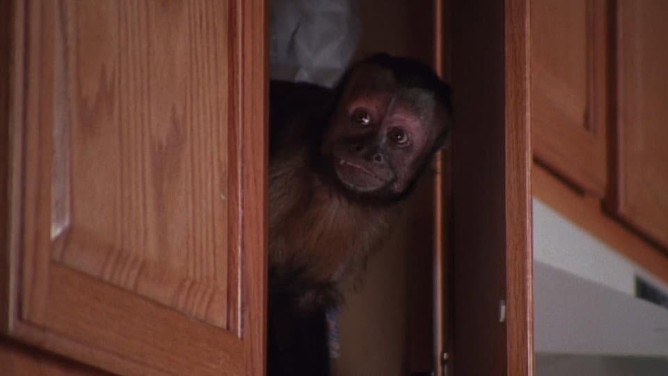 Still from Monkey