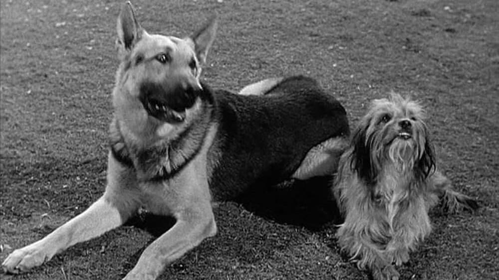 Still from A Tale of Two Dogs