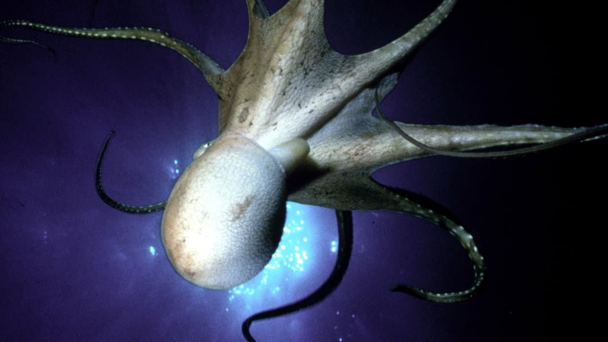 Still from The Octopus Show