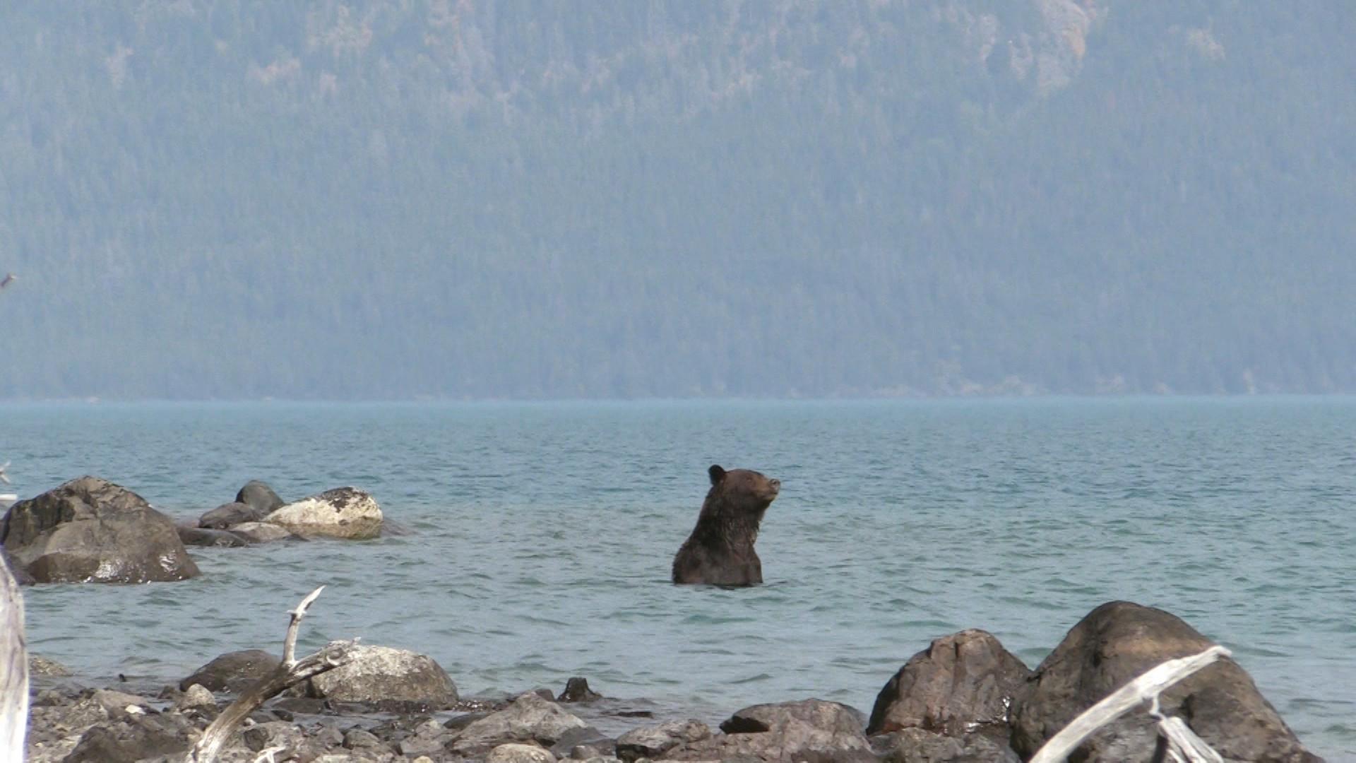 Still from Open Season