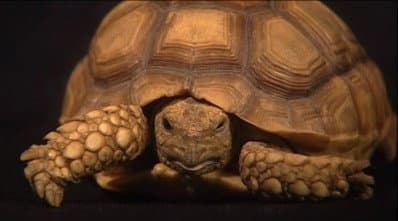 Still from Under The Shell: The Mr. Turtle Commentary