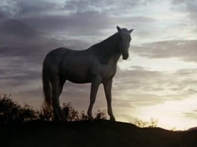 Still from A Dream of Wild Horses