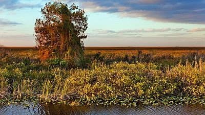 Still from Everglades: to Hell and Back