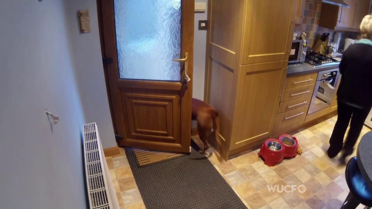 Still from Inside Animal Minds: Dogs & Super Senses