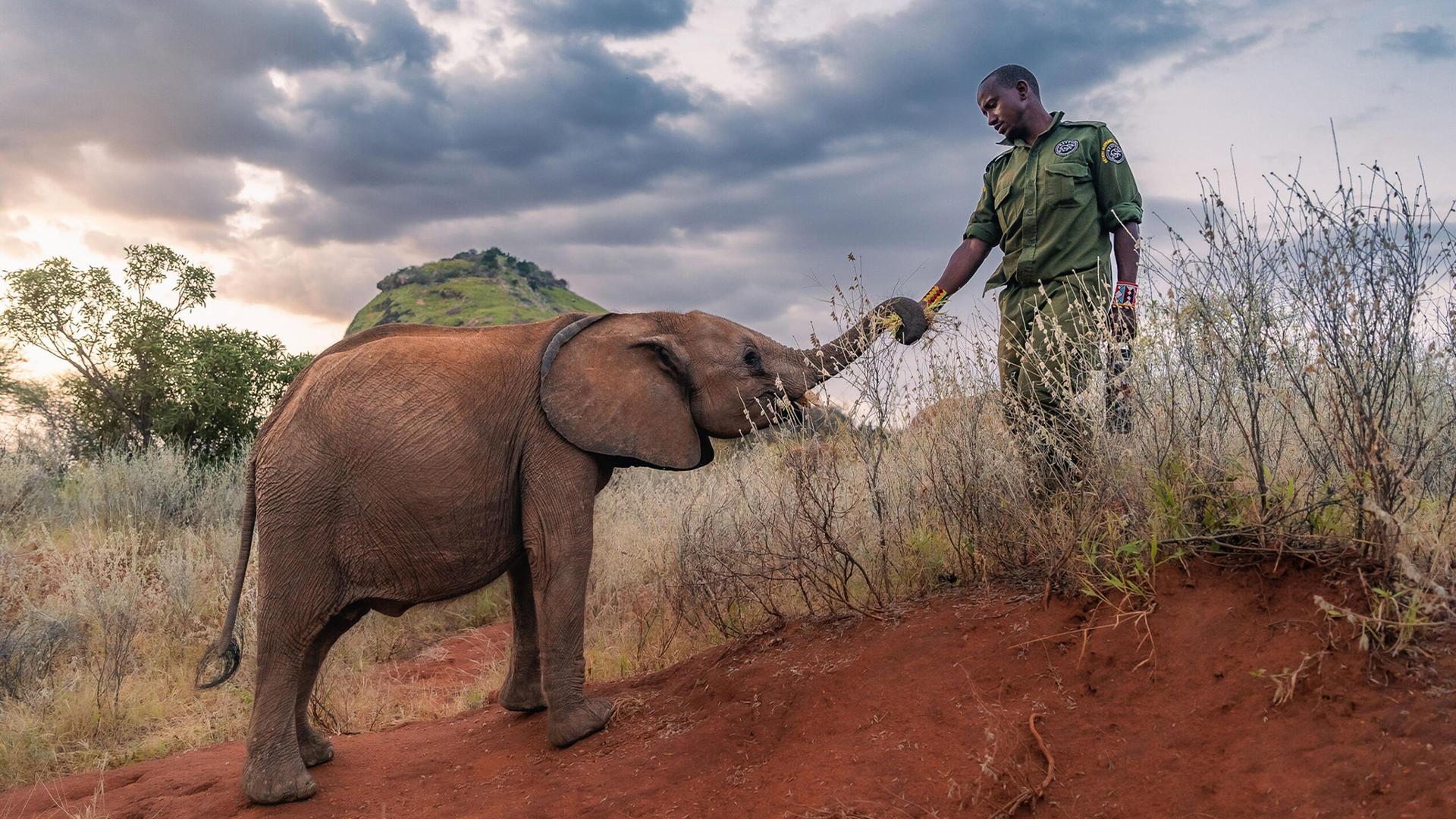 Still from Becoming Elephant: The Orphans of Reteti | Graduation Day