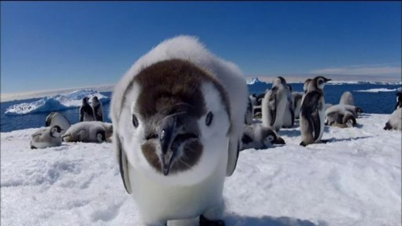 Still from Penguins: Spy in the Huddle: Growing Up