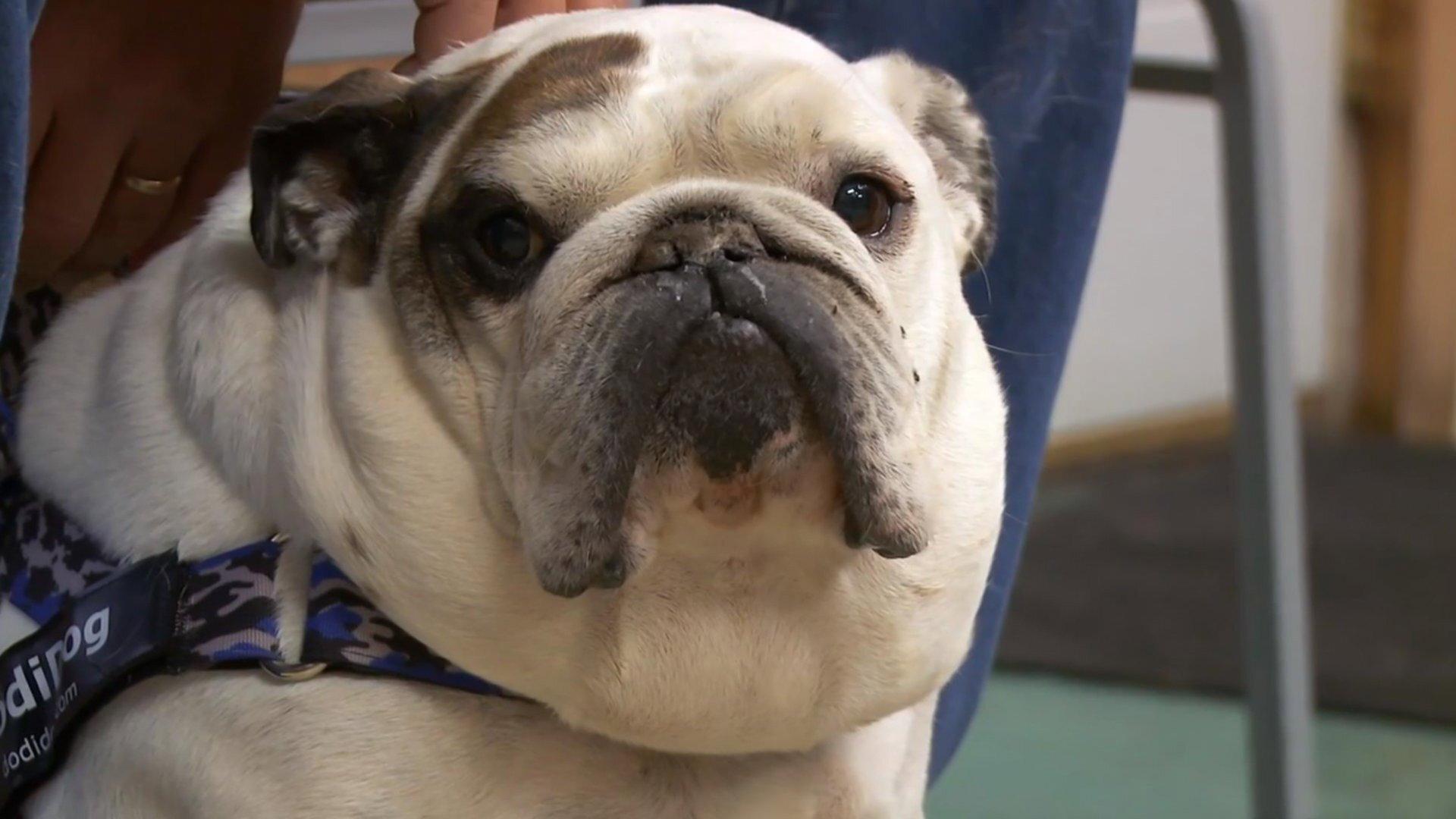 Still from Bark 'n Stormy