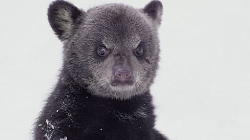 Still from Bearwalker of the Northwoods