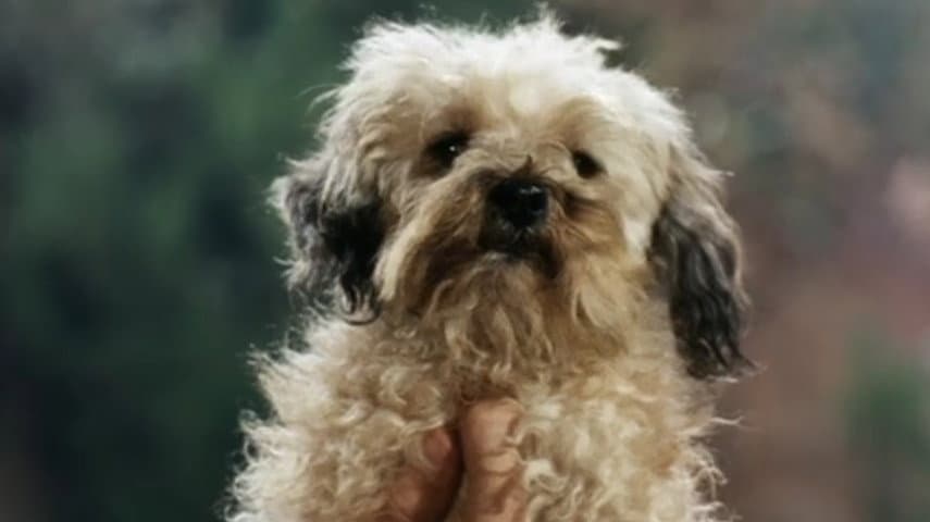 Still from Higgins Come Home