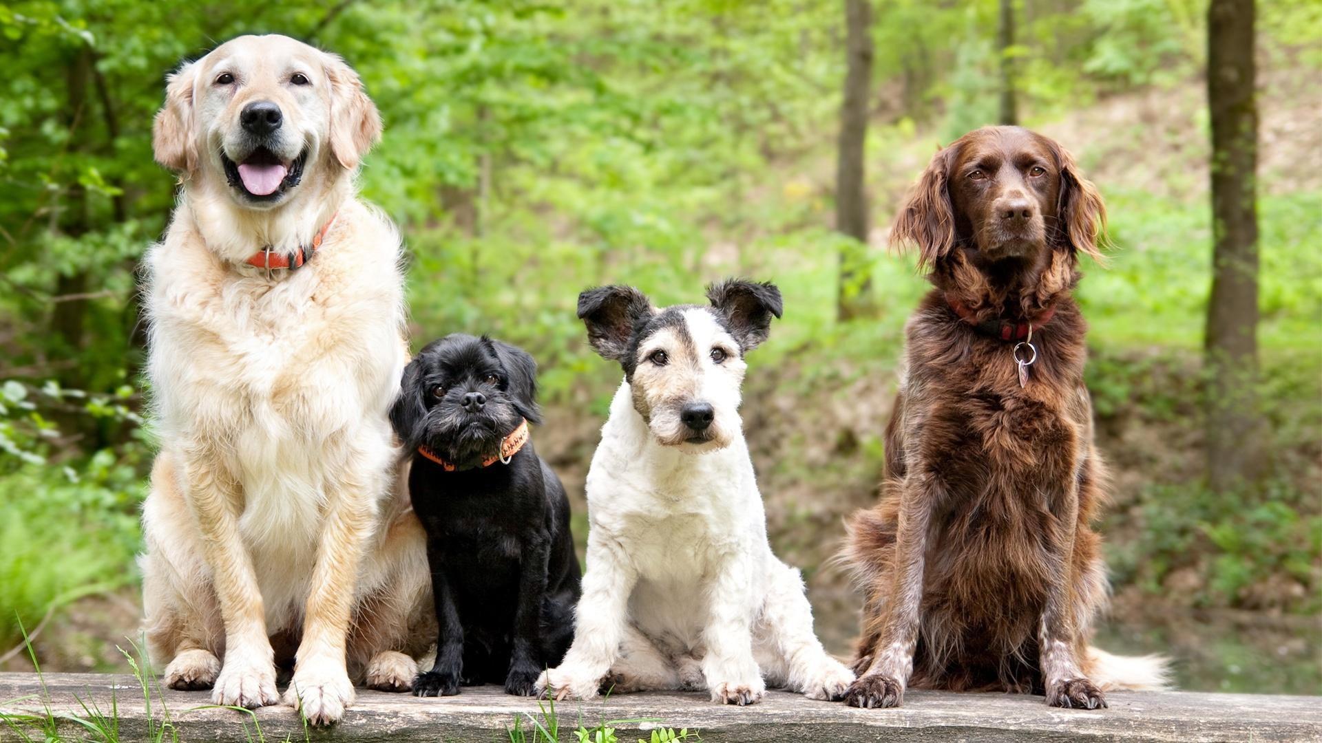 Still from Dog Tales