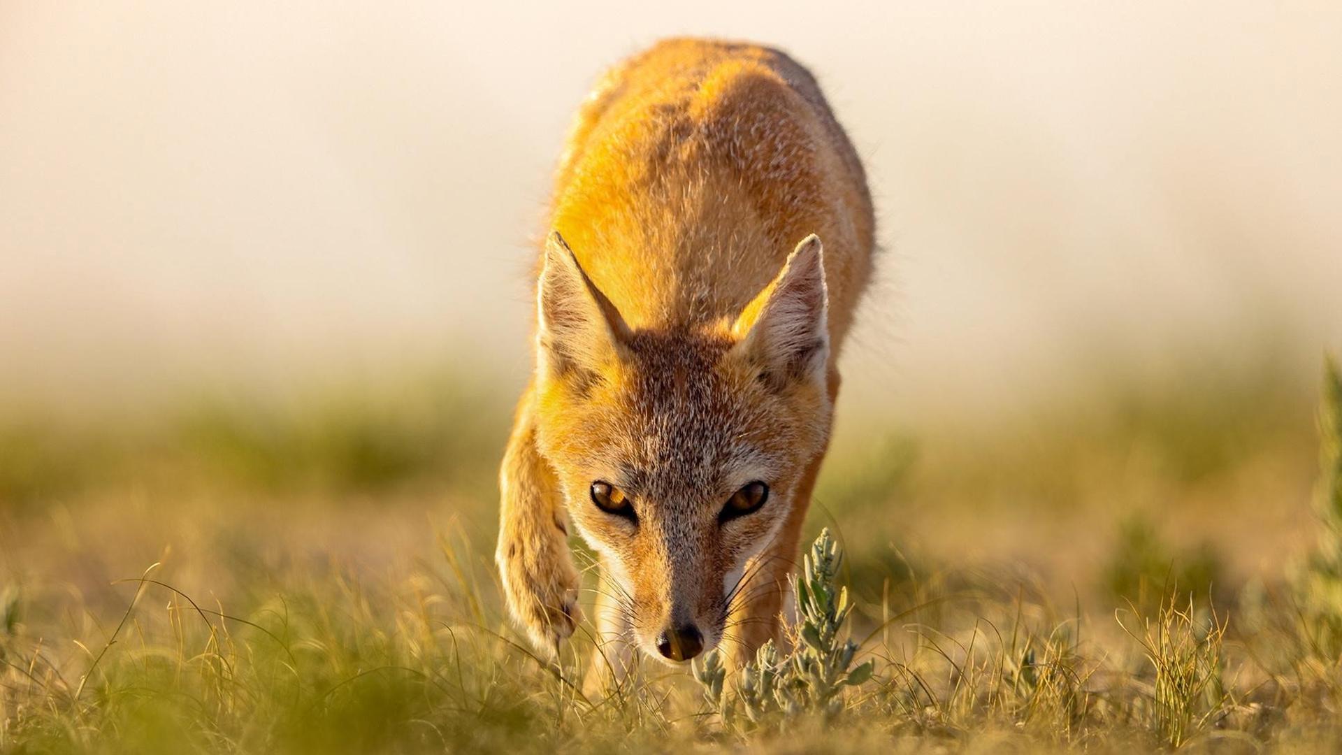 Still from Dogs in the Wild: Secrets of Success