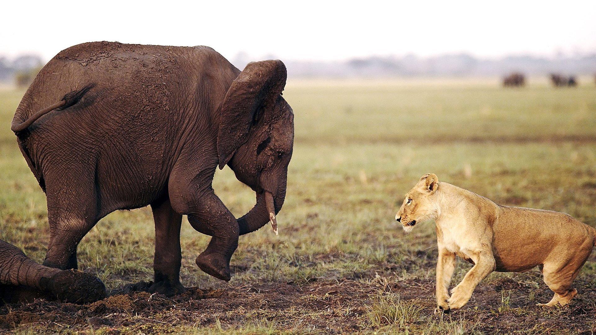 Still from Africa's Giant Killers
