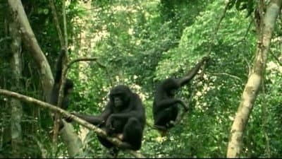 Still from Bonobo: Missing In Action