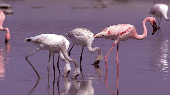 Still from Kalahari: The Flooded Desert