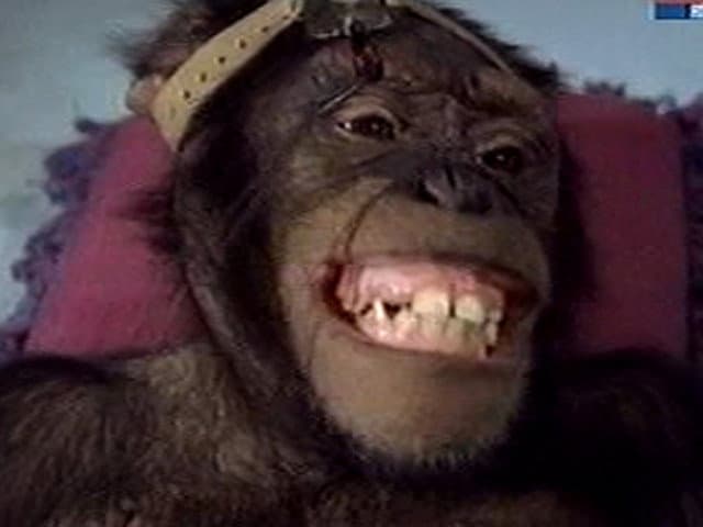 Still from Miracle in the Jungle