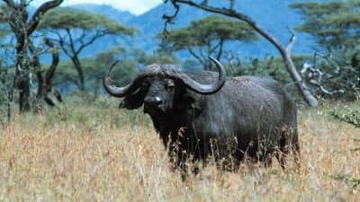 Still from Buffalo: The African Boss
