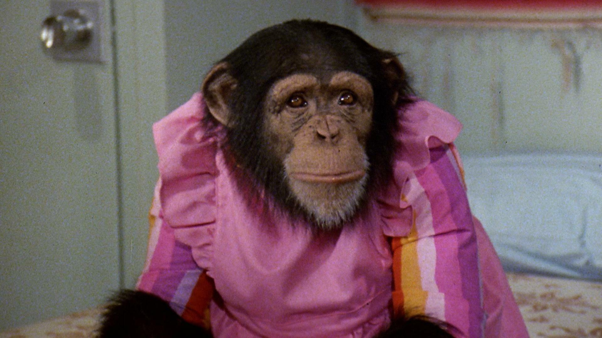 Still from Isaac's Double Standard/One More Time/Chimpanzeeshines