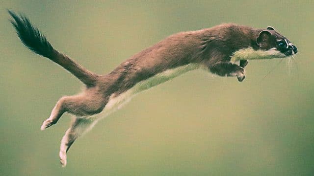Still from Weasels:  Feisty and Fearless