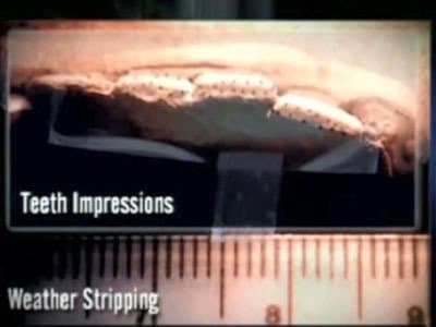 Still from A Bite Out of Crime