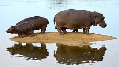 Still from Hippo Beach