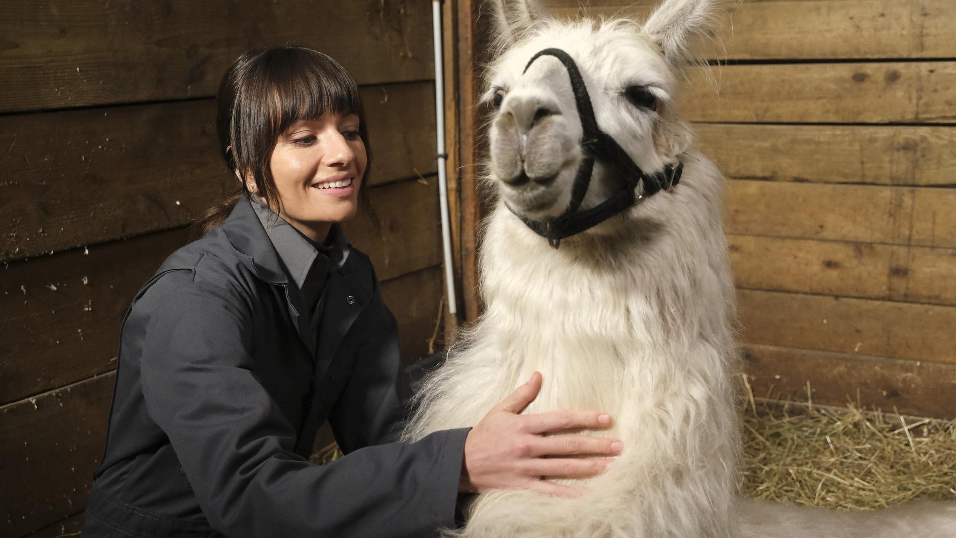 Still from Skunks and Llamas