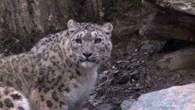 Still from Snow Leopard: Beyond the Myth