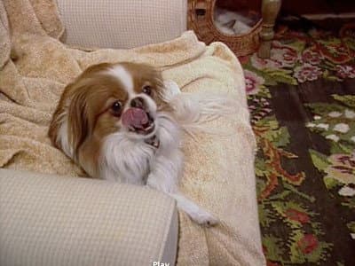 Still from Bark at the Moon