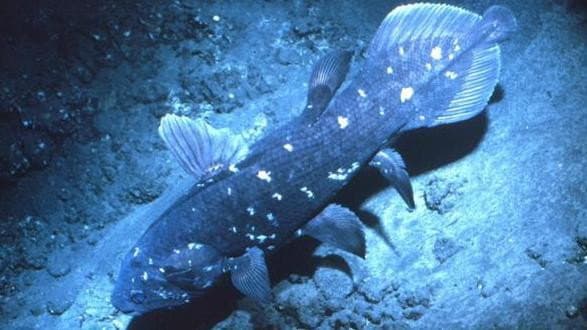 Still from Ancient Creature of the Deep