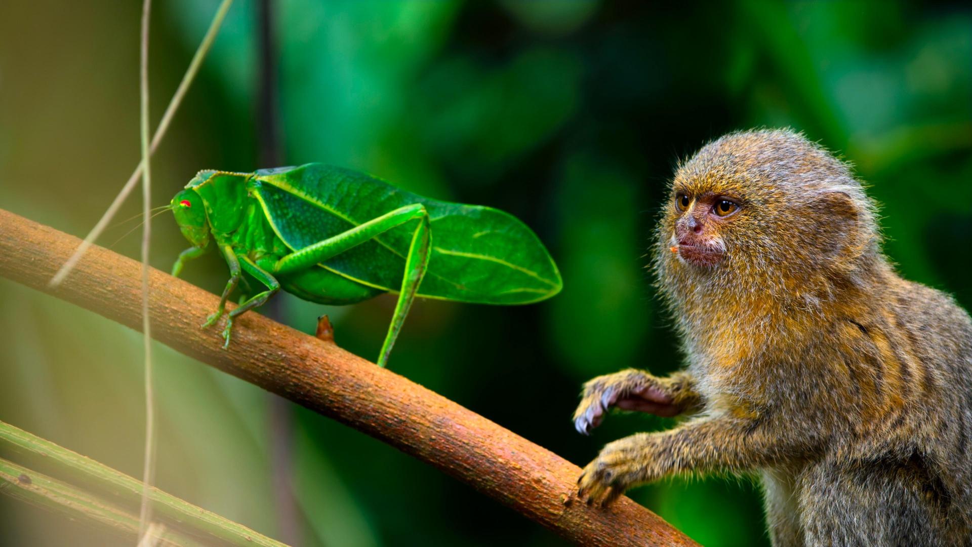 Still from Jungle