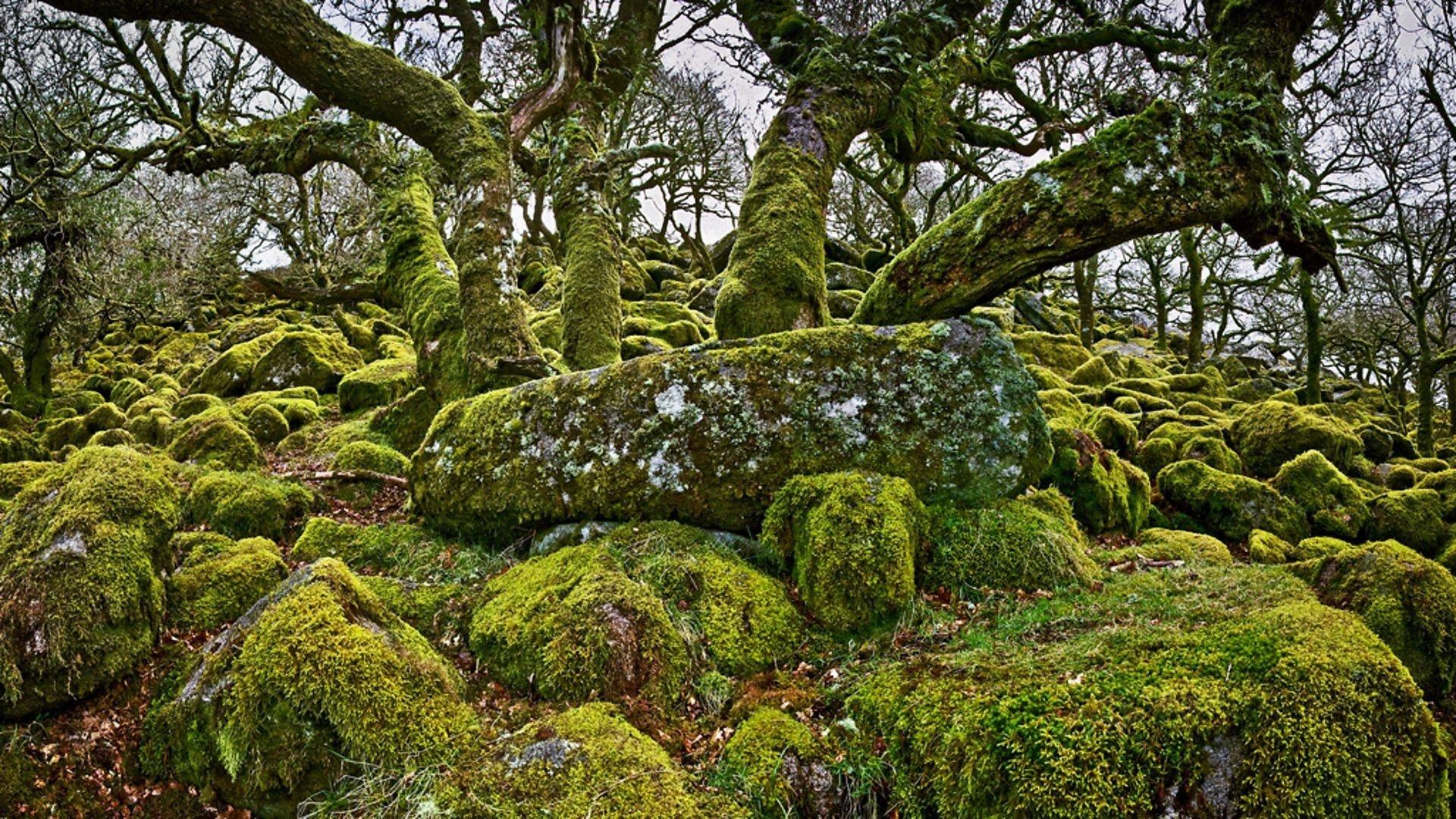 Still from Plants