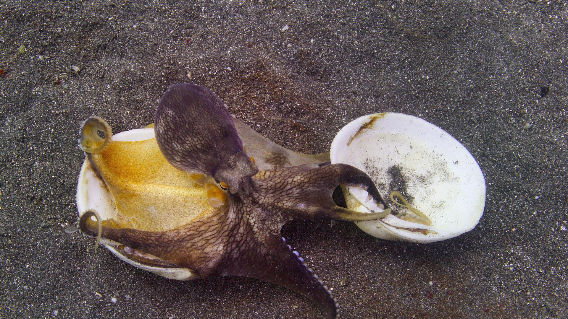 Still from Indian Ocean