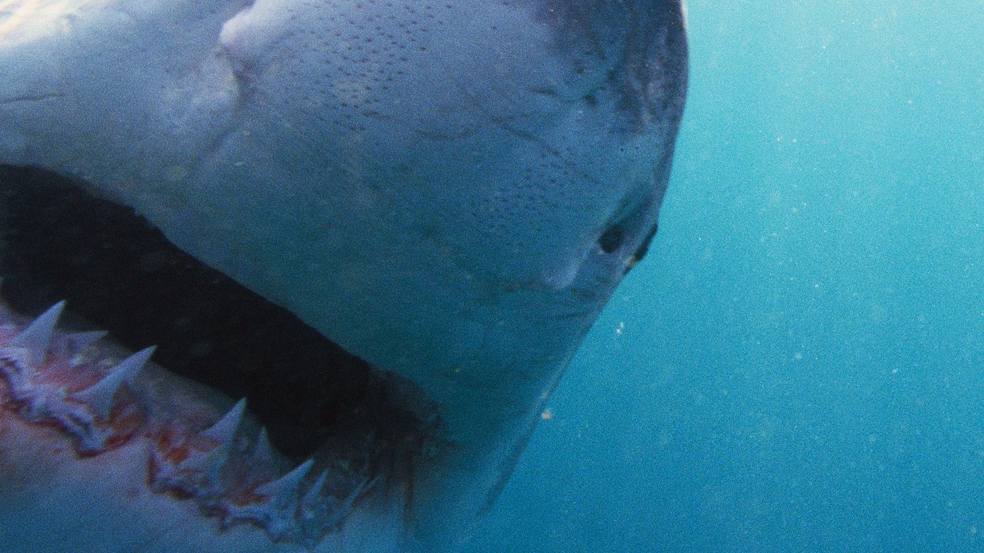 Still from Why Sharks Attack