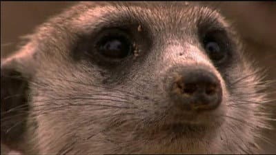 Still from Ella: A Meerkat's Tale