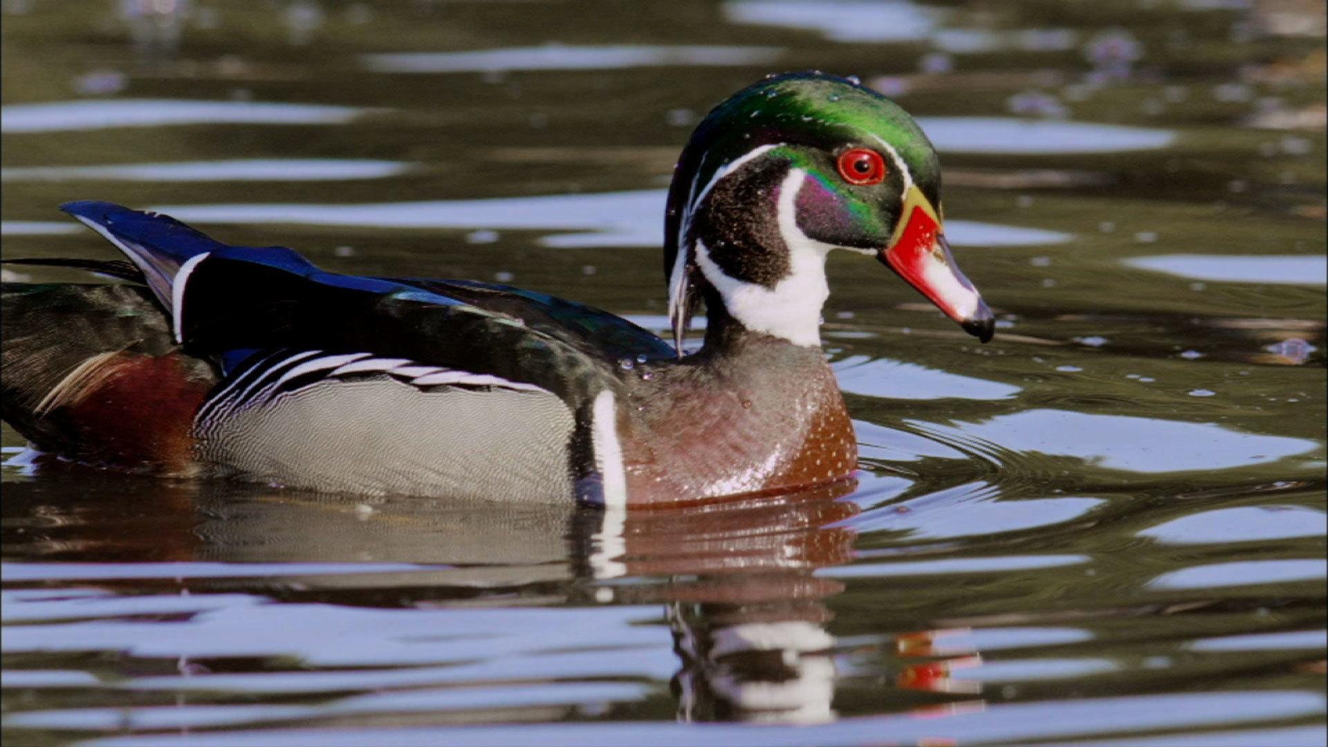 Still from An Original DUCKumentary