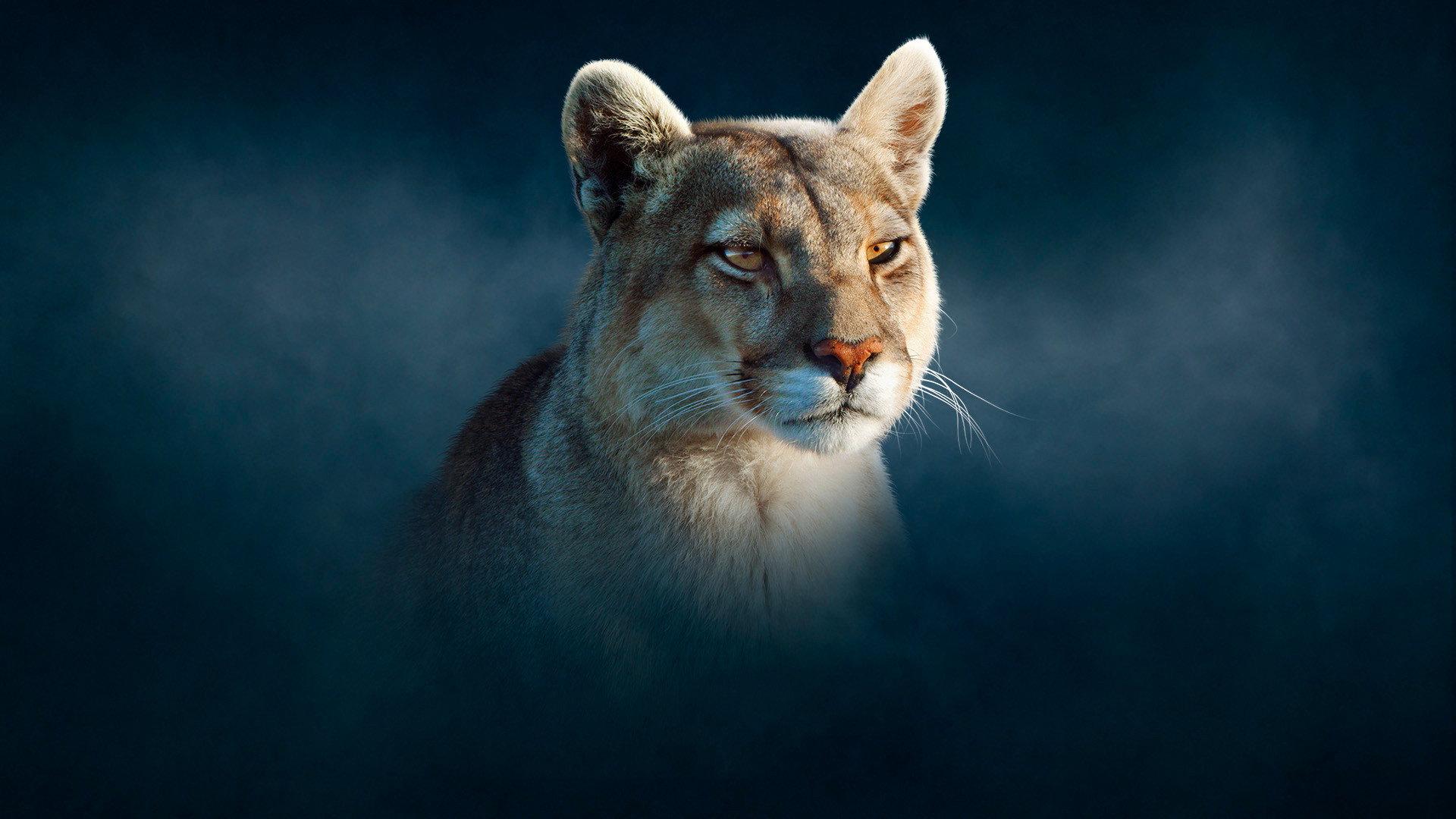 Still from Puma
