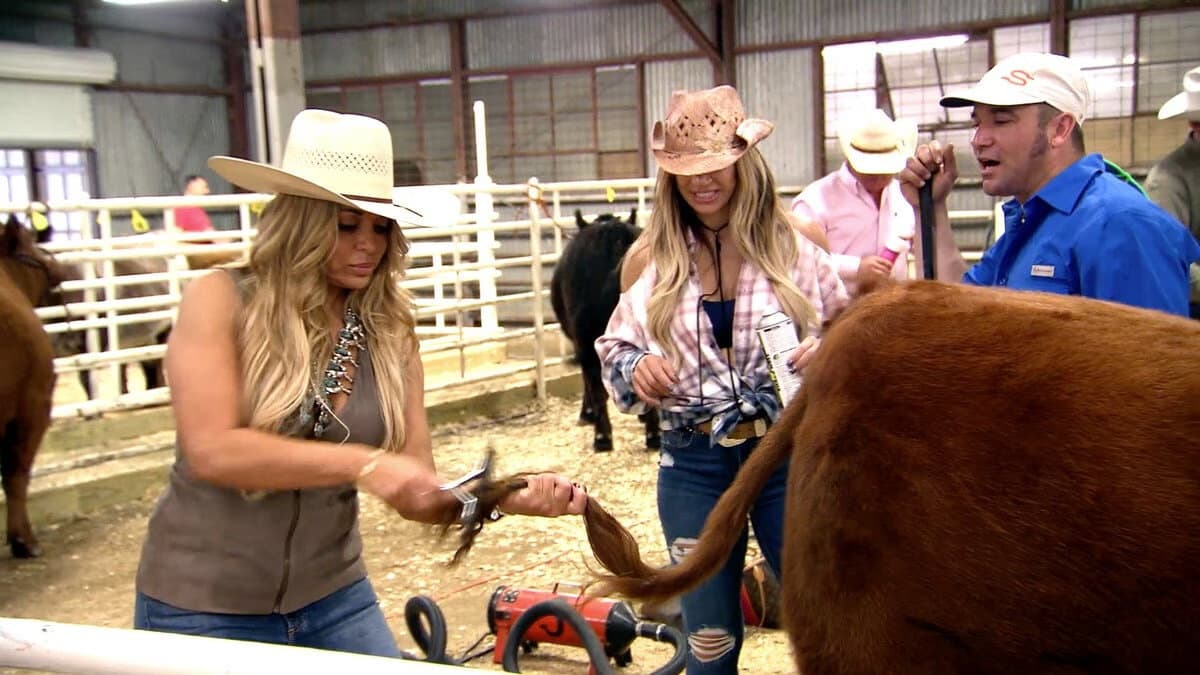 Still from Housewives & Heifers