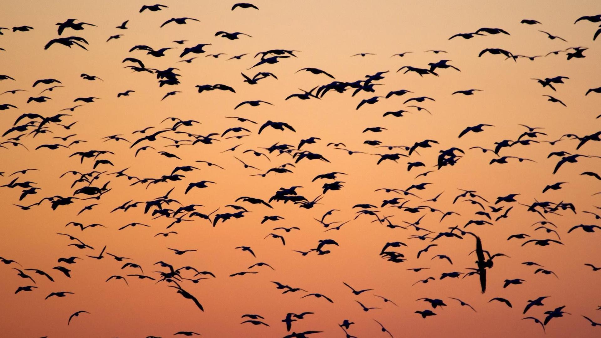 Still from American Spring LIVE: Migration