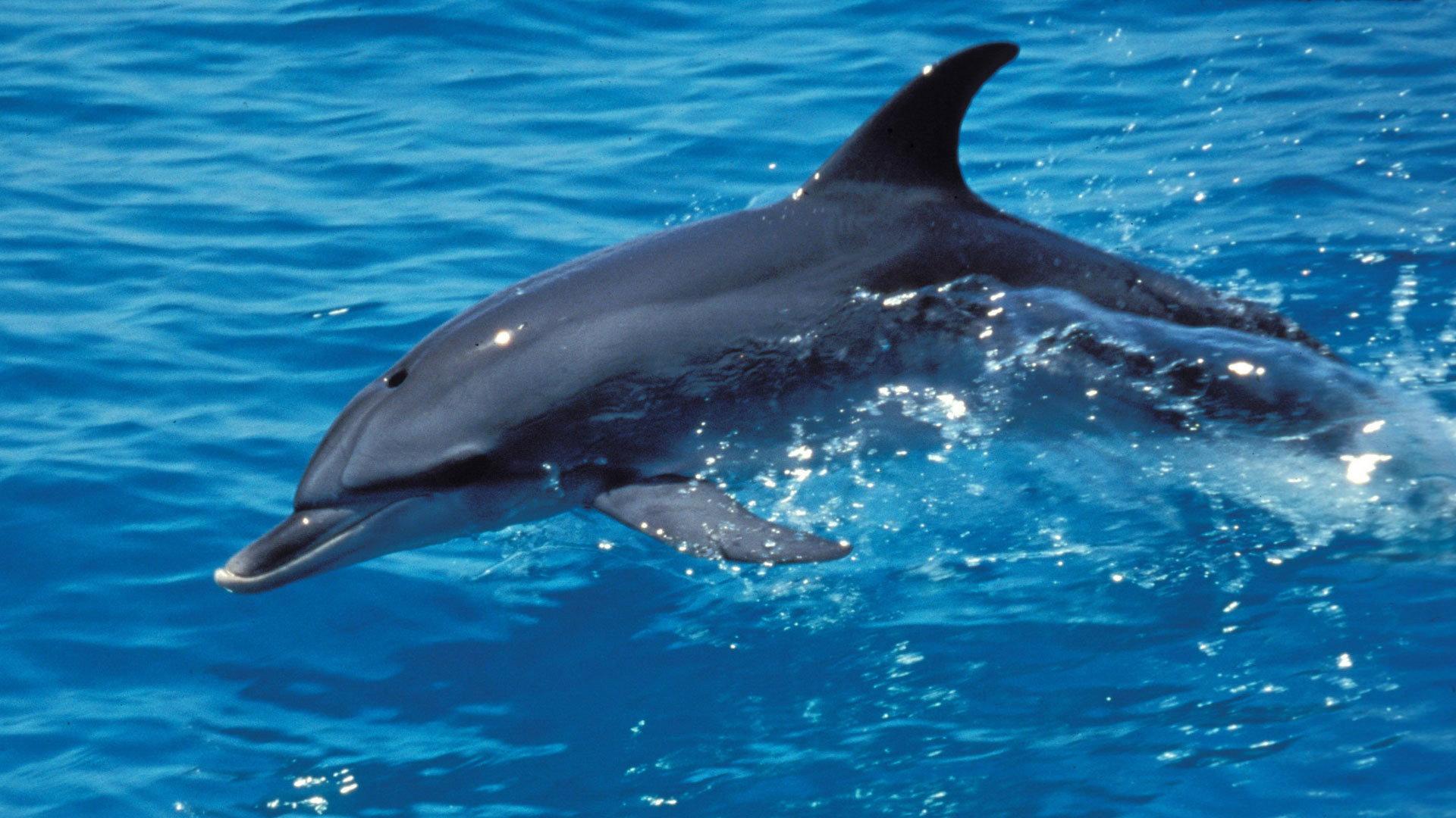 Still from The Dolphin Defender