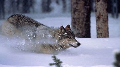 Still from The Wolf's Return
