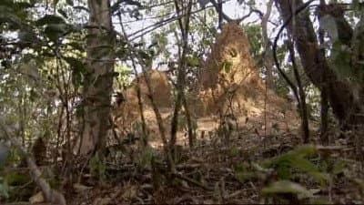 Still from Ant Attack