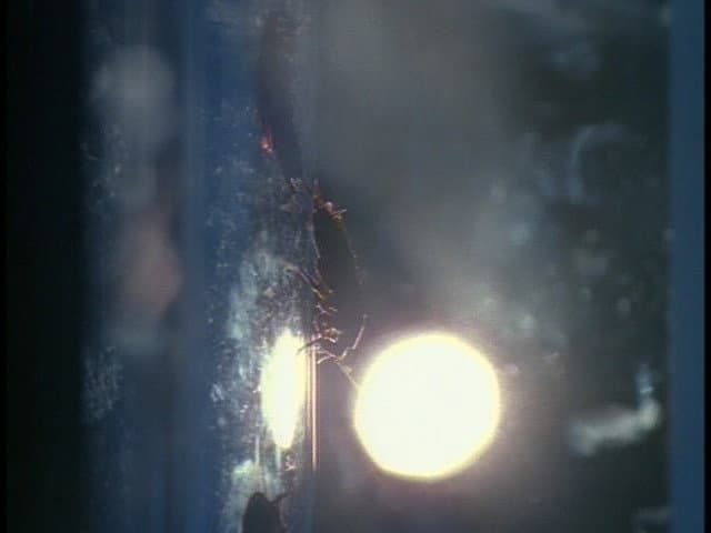 Still from Behind the truth - War Of The Coprophages
