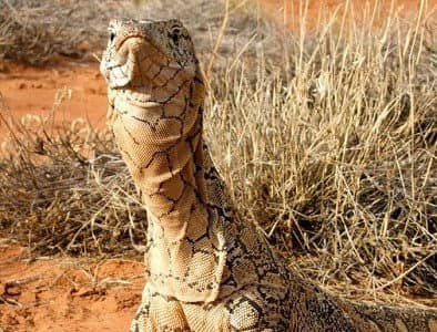 Still from Lizard Kings