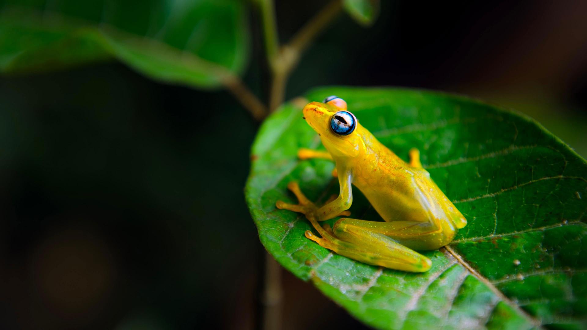 Still from Rainforest