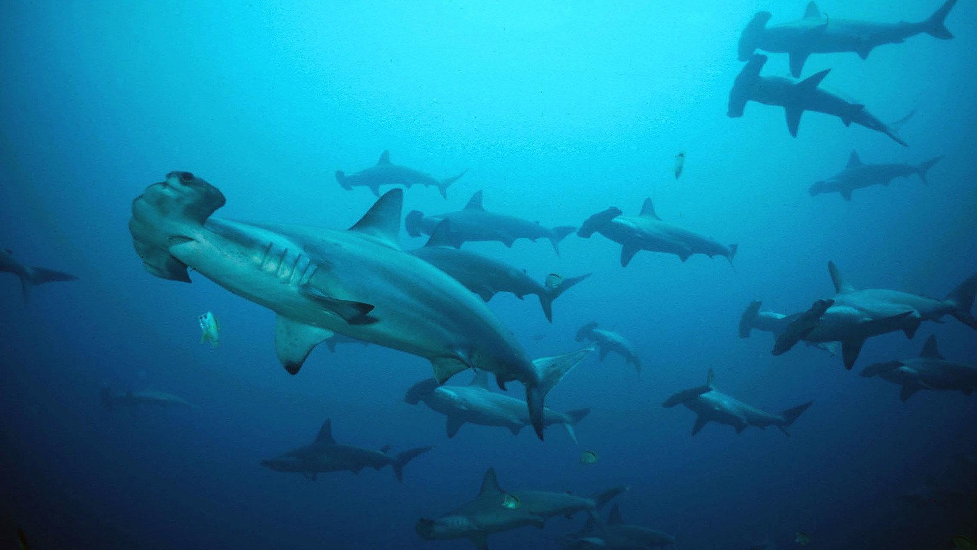 Still from Shark Mountain