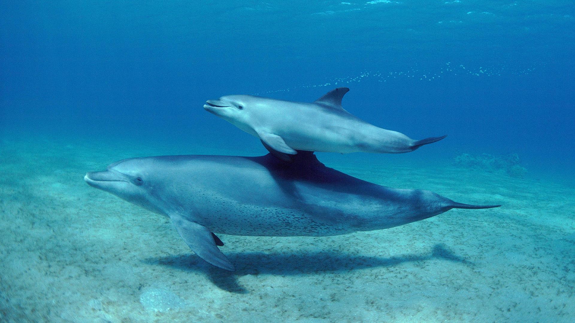 Still from Parenthood: Oceans