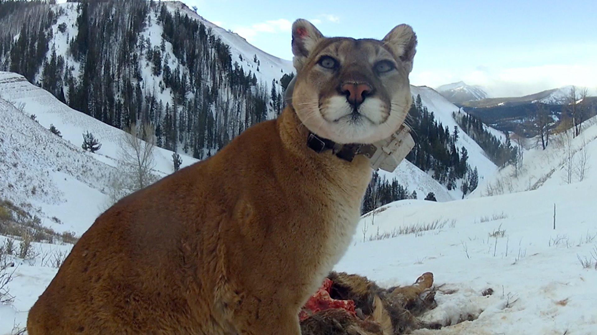 Still from Mountain Lions: Big Cats in High Places