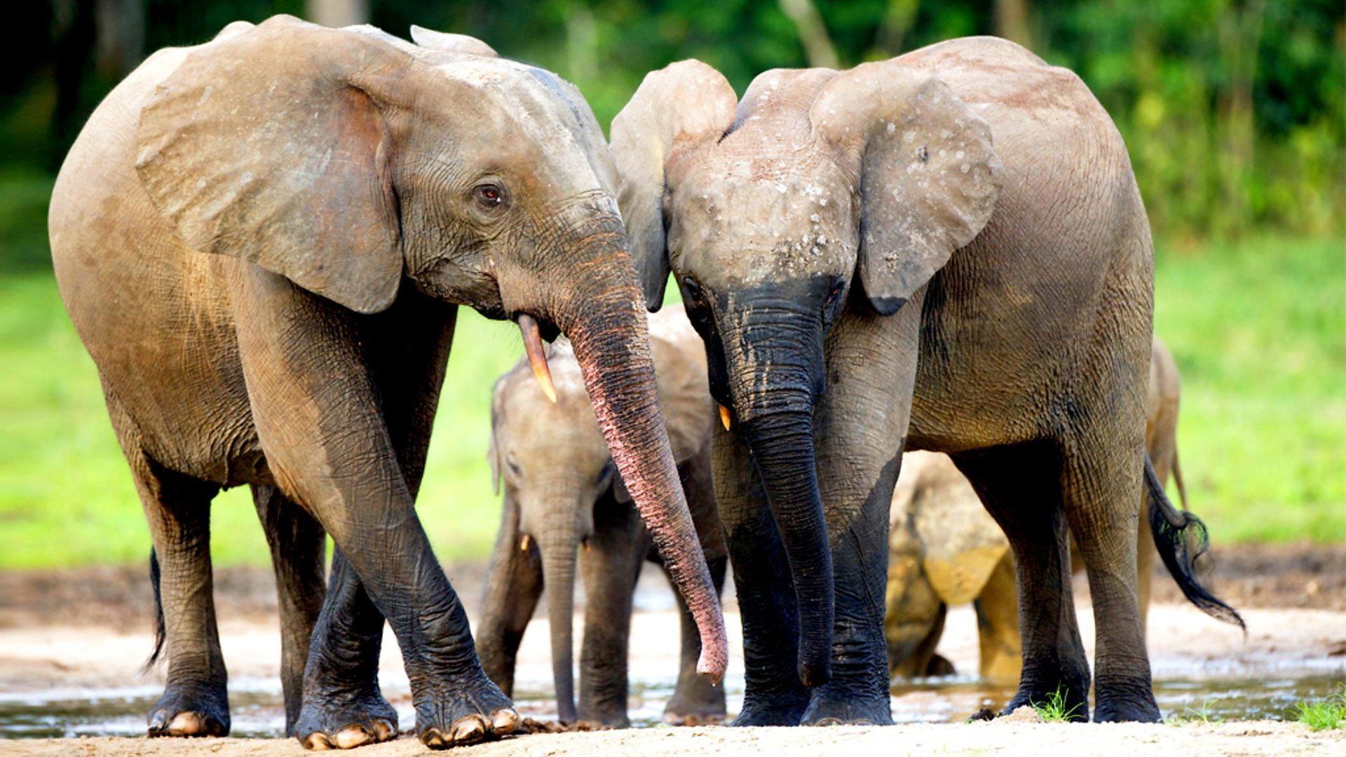 Still from Forest Elephants - Rumbles in the Jungle