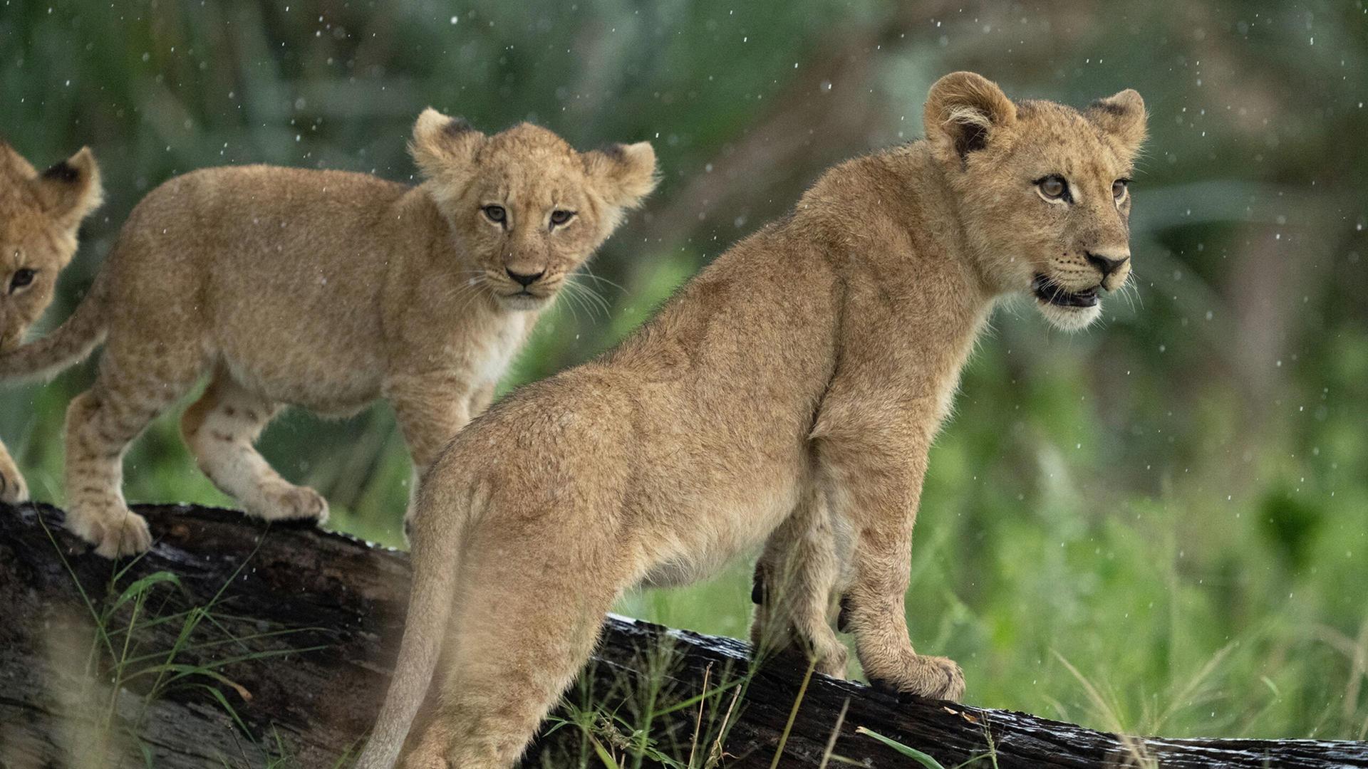 Still from Big Cats, Small World: Landlords