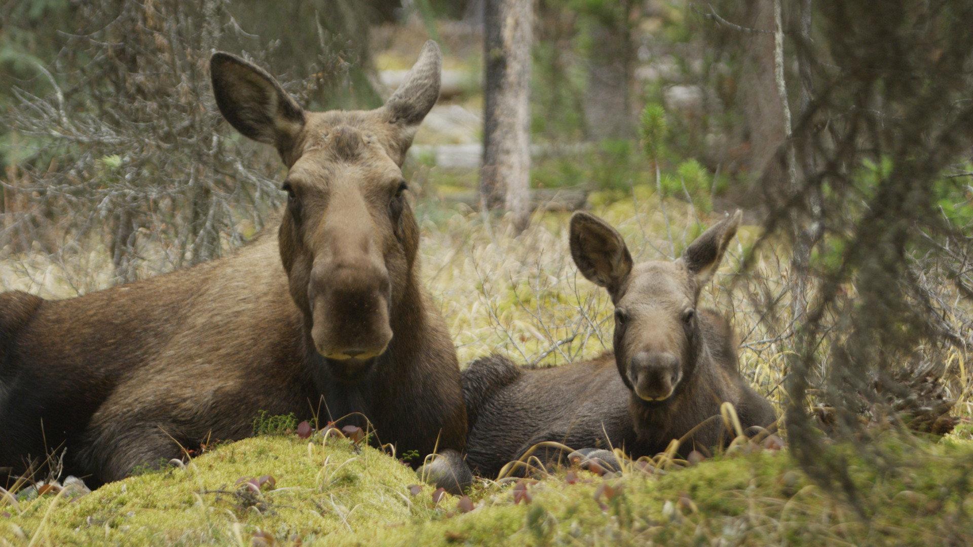 Still from Meet the Moose Family