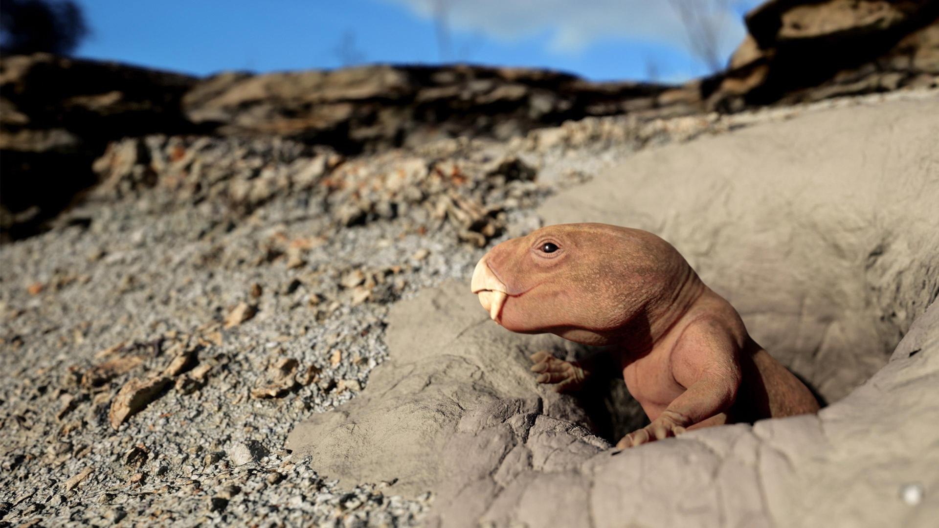 Still from Mammal Origins